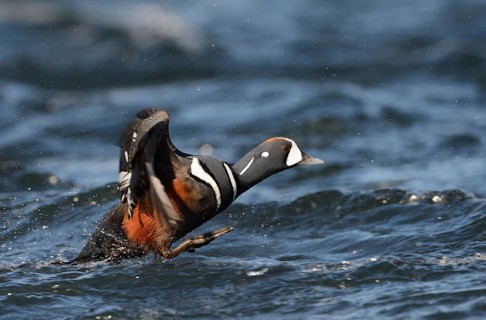 Harlequin duck