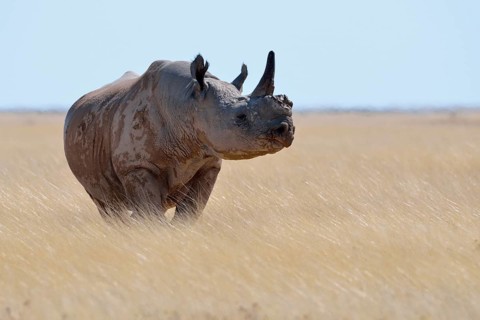 Black rhinoceros