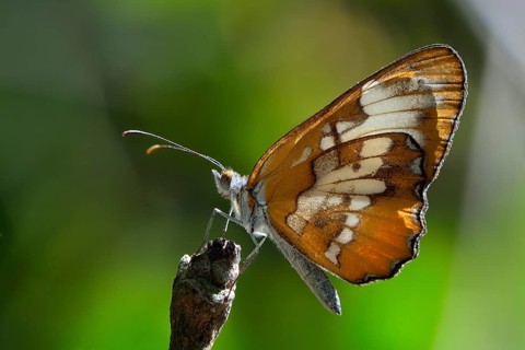 Nymphalid Butterfly