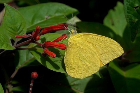 Orange-barred Sulphur