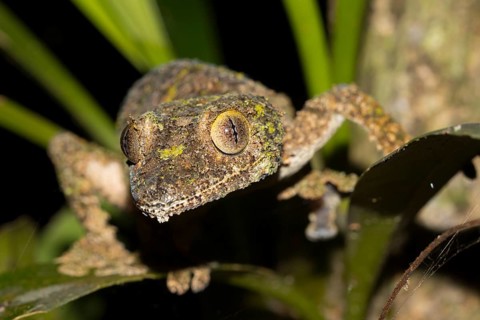 Mossy leaf-tailed gecko
