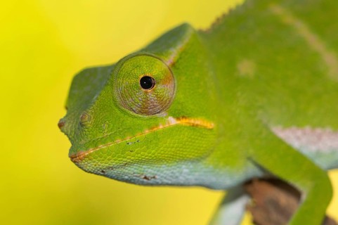 Chameleon