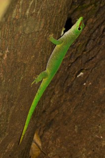Madagascar giant day gecko