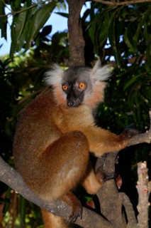 Female black lemur