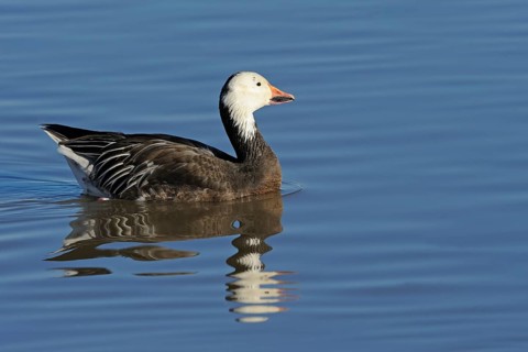 Snow Goose