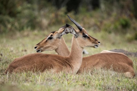Two impalas
