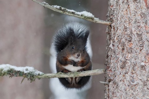 Squirrel