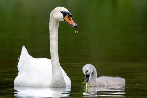 Mute swan with chick