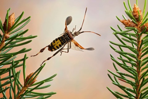 Western conifer seed bug