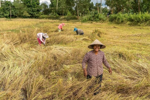 Women harvesting rice in the fields