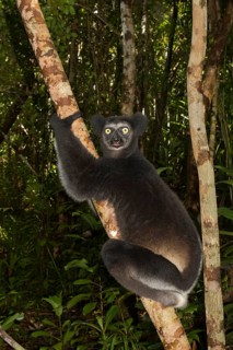Indri
