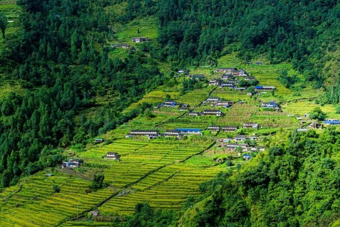 Village houses in hilly landscape with green terrace fields