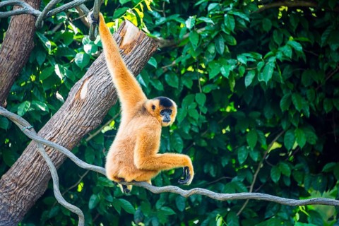 Northern white-cheeked gibbon