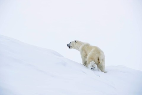 Polar bear