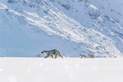 Polar bears
