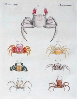 Various crabs