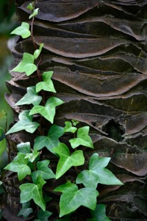 Ivy growing on ivory palm tree trunk