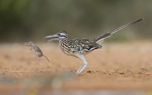 Greater Roadrunner