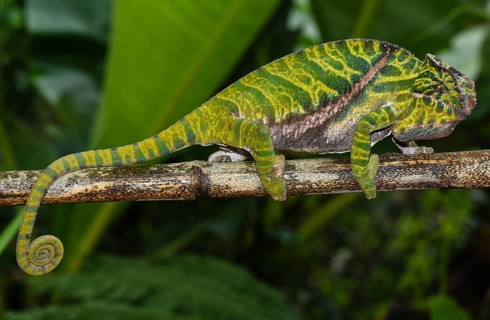 Two-banded chameleon