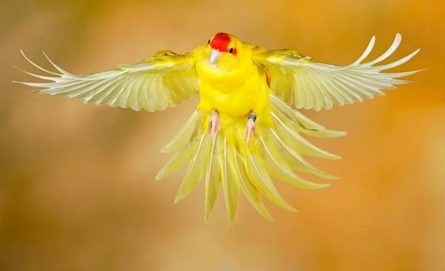 Red-crowned parakeet or red-fronted parakeet