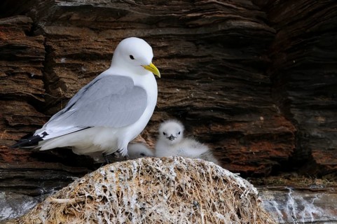 Kittiwakes