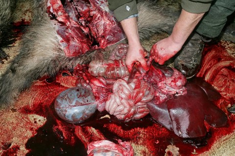 Hunter takes apart shot wild boar after hunt