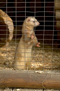 Ferrets in a cage