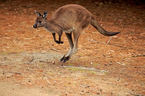 Western Gray Kangaroo