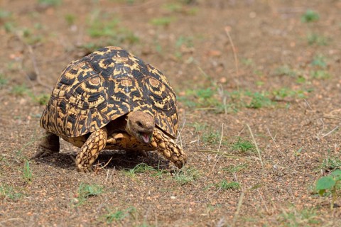 Leopard tortoise