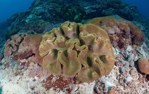Leathery coral
