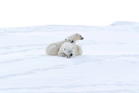 Polar bears