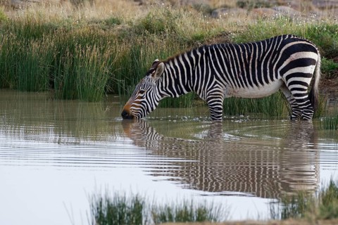 Cape mountain zebra