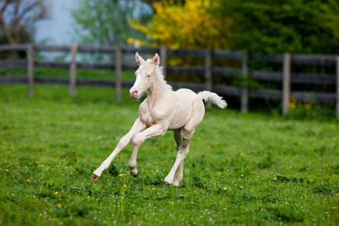 Cremello Morgan horse foal galloping in a pasture