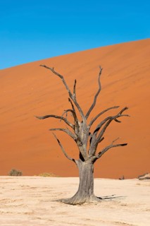 Dead camel or giraffe thorn