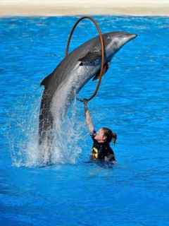 Dolphin show