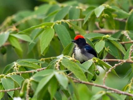 Scarlet-backed flowerpecker