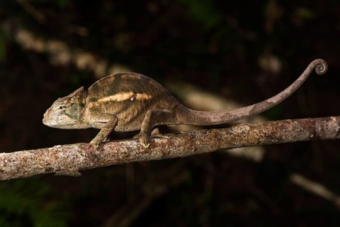 Chameleon