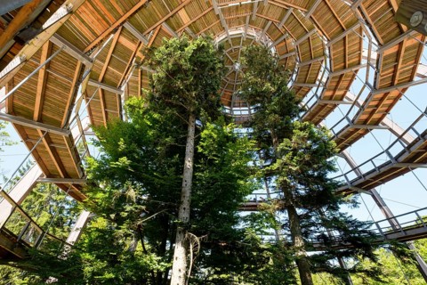 Tree tower