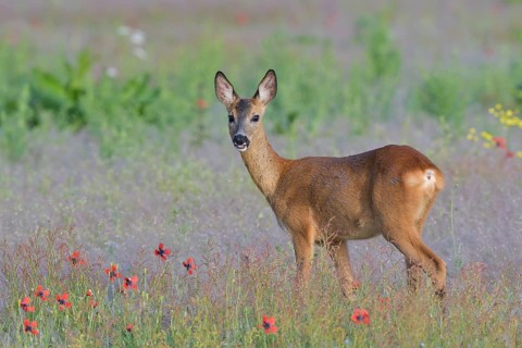 European roe deer