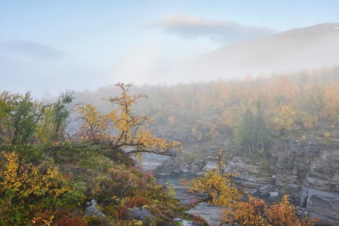Autumn landscape in the morning fog