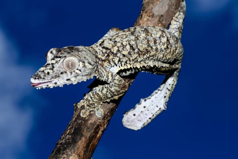 Female leaf-tailed gecko