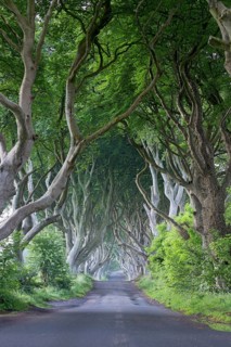 Beech tree avenue