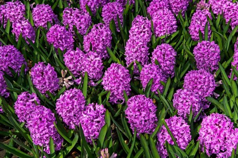Garden Hyacinth