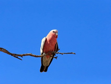 Galah