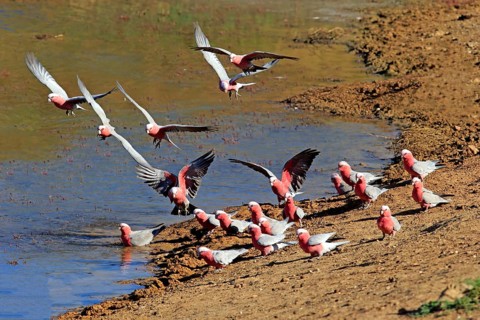 Galah