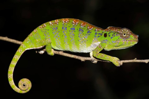 Labord's chameleon