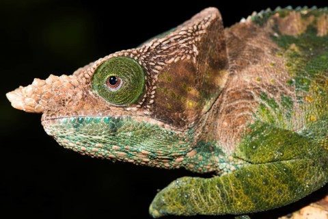 O'Shaughnessy's chameleon