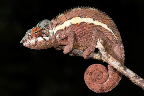 Panther chameleon