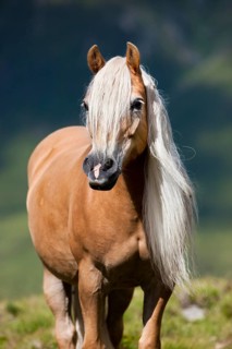 Haflinger with long mane on the alp