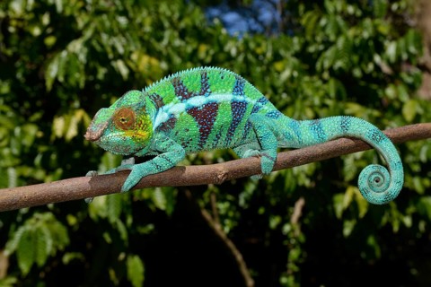 Panther chameleon